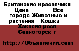 Британские красавчики › Цена ­ 35 000 - Все города Животные и растения » Кошки   . Хакасия респ.,Саяногорск г.